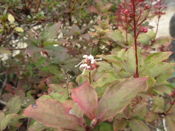 六甲高山植物園_d0154954_18434078.jpg