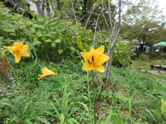 六甲高山植物園_d0154954_18465259.jpg