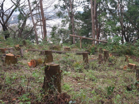 山桜植樹予定地の台風被害木片付け完了：10・18六国見山手入れ（上）_c0014967_18362776.jpg