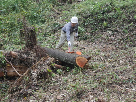 山桜植樹予定地の台風被害木片付け完了：10・18六国見山手入れ（上）_c0014967_18380867.jpg