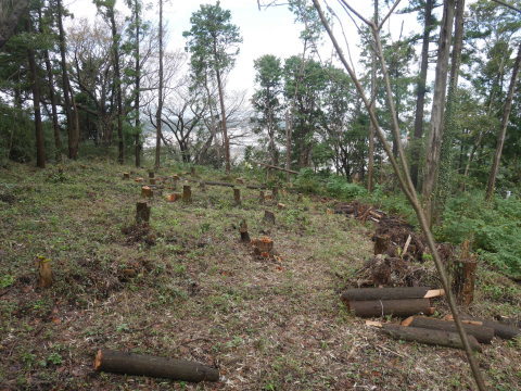 山桜植樹予定地の台風被害木片付け完了：10・18六国見山手入れ（上）_c0014967_18402546.jpg