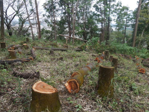山桜植樹予定地の台風被害木片付け完了：10・18六国見山手入れ（上）_c0014967_18404741.jpg
