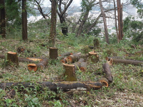 山桜植樹予定地の台風被害木片付け完了：10・18六国見山手入れ（上）_c0014967_18410525.jpg