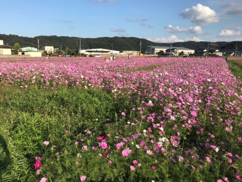 コスモスといえば、山口百恵を思い出す昭和のおじさんです。_f0009169_16005674.jpg