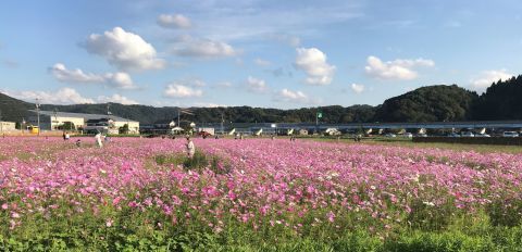 コスモスといえば、山口百恵を思い出す昭和のおじさんです。_f0009169_16011633.jpg