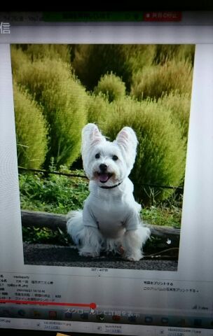 ♪ ダニエル Westie Party 2020 On line~(*^。^*) ♪_b0242873_23295496.jpg