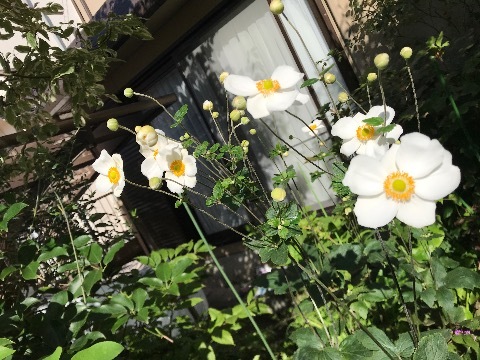 「麒麟が来る」信長に対する光秀の一滴の批判が、やがて光秀の中で妖怪になり、彼を乗っ取っていく!!_a0053480_10390294.jpg