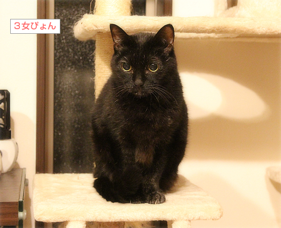 猫の実_a0389088_03592116.jpg
