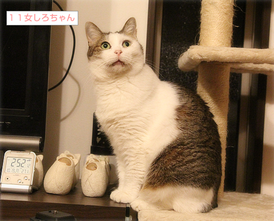 猫の実_a0389088_03592176.jpg