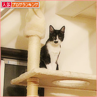 猫の実_a0389088_03592299.jpg