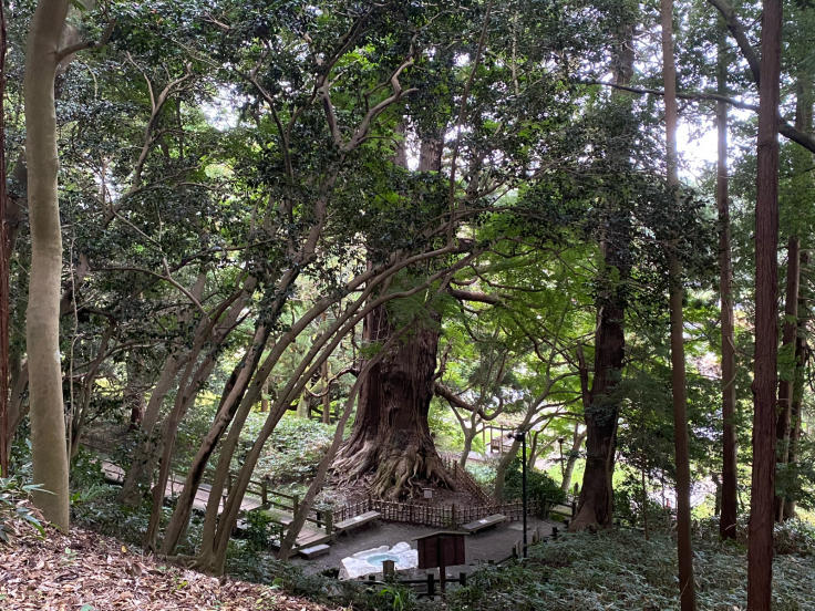 コキアを見に茨城へ①（水戸の偕楽園）_d0343291_19340937.jpg