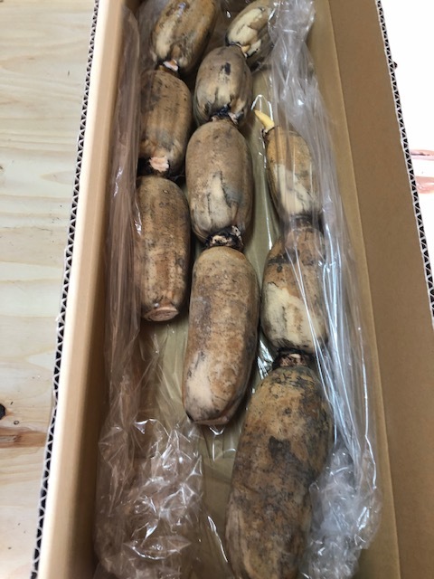 蓮根初掘り_e0183792_18301475.jpg