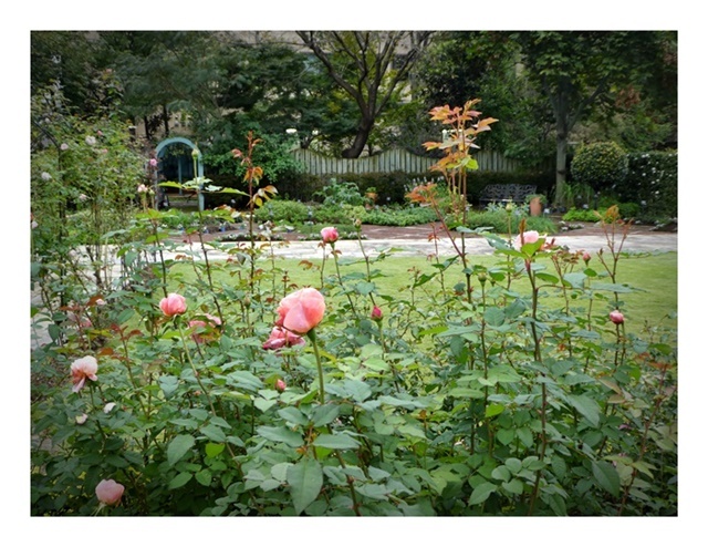 遠出のホームセンター(秋バラ)_e0379198_23355117.jpg