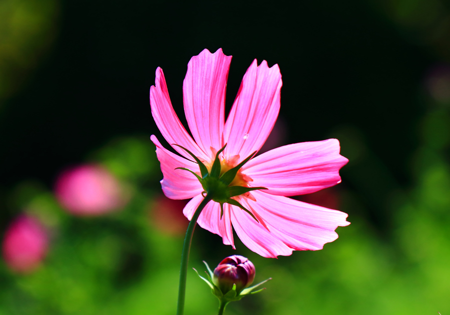 西郷川花園のコスコス 福岡県福津市 九州ロマンチック街道