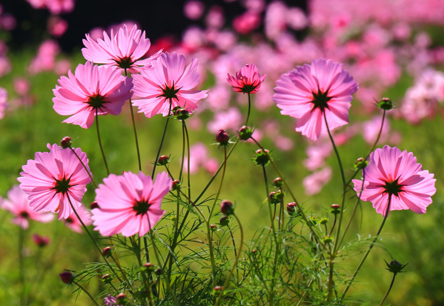 西郷川花園のコスコス 福岡県福津市 九州ロマンチック街道
