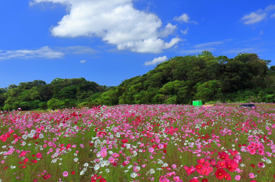 西郷川花園のコスコス 福岡県福津市 九州ロマンチック街道