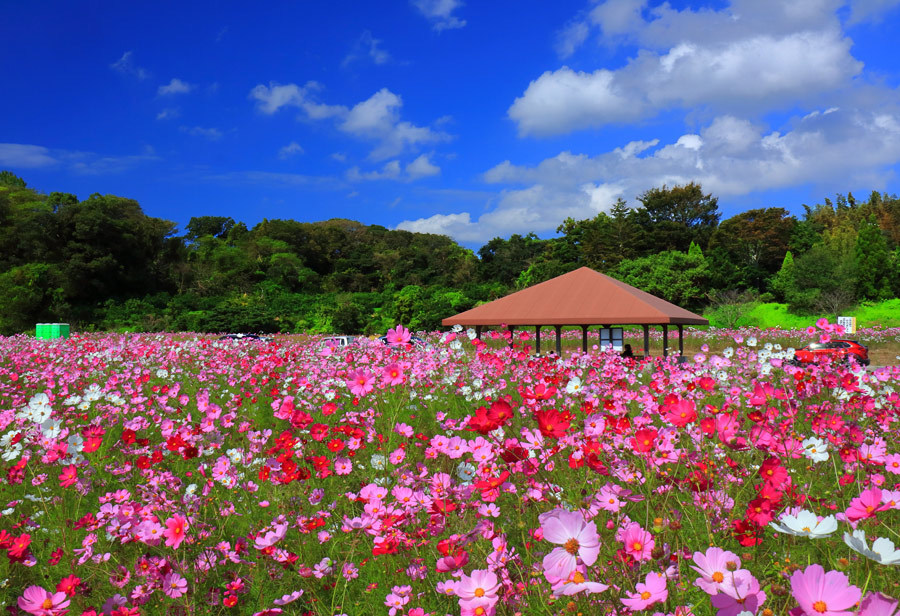 西郷川花園のコスコス 福岡県福津市 九州ロマンチック街道
