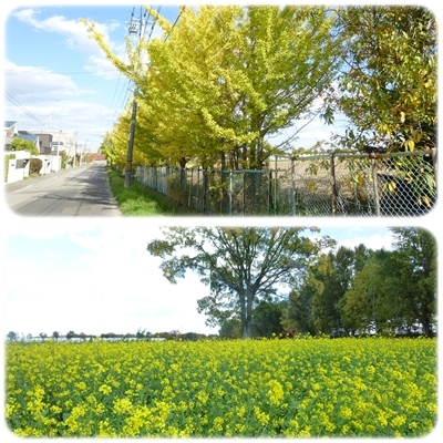 ご近所の紅葉と紅い昼食_b0198109_17022204.jpg