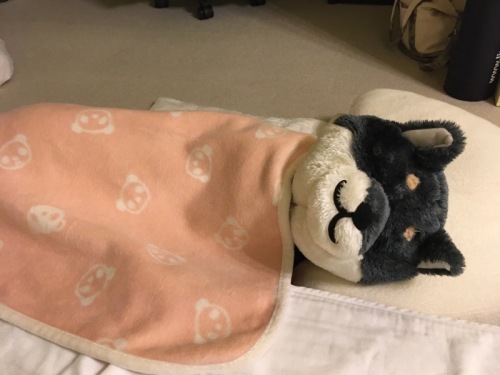 押入れ掃除とNewフィッツケース_f0369014_09164720.jpeg