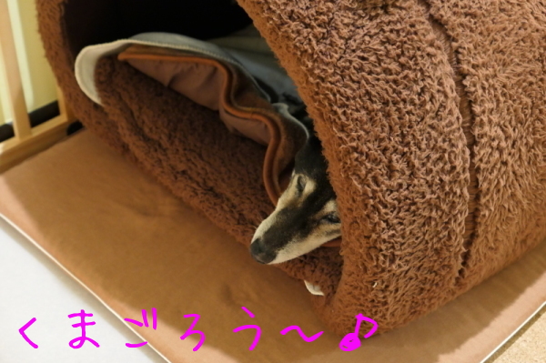 押入れ掃除とNewフィッツケース_f0369014_10530133.jpg