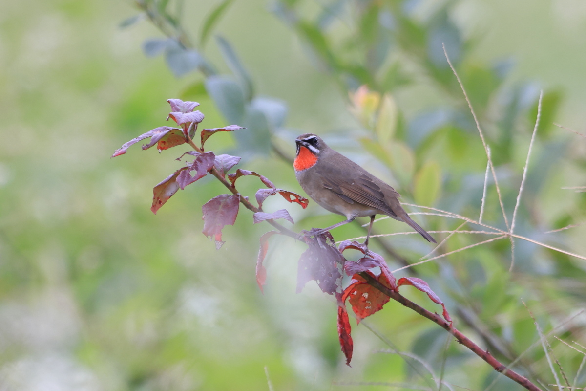 ノゴマ そば畑に、ブルーベリーの紅葉 ?_f0369315_15404933.jpg