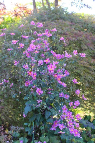 働き者の宿根草 ガイラルディア ペコリの庭と時々パン