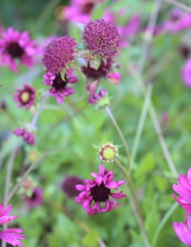 働き者の宿根草 ガイラルディア ペコリの庭と時々パン