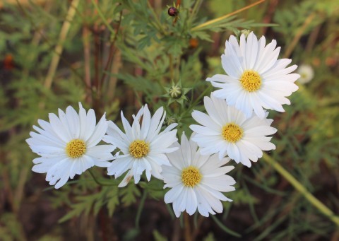 働き者の宿根草 ガイラルディア ペコリの庭と時々パン