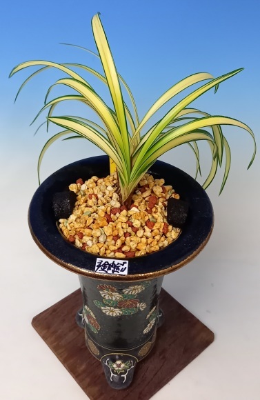 imgrc0090463072.jpg