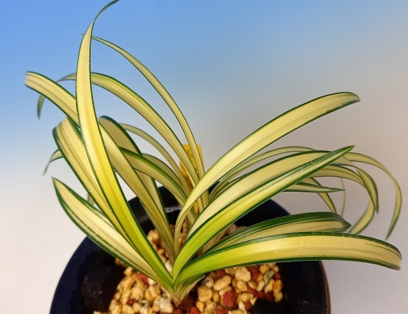 imgrc0090463072.jpg