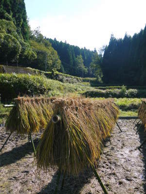 無農薬の『雑穀米』『発芽玄米』『米粉(微細粒米粉)』大好評販売中 稲刈りの様子2020(前編)_a0254656_18400249.jpg