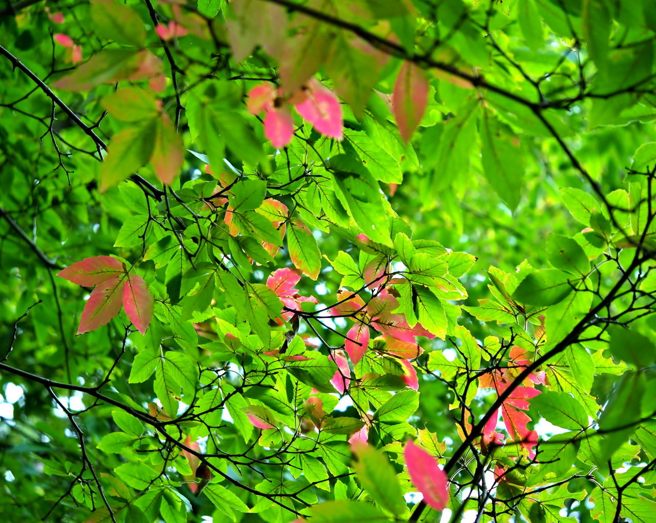 雨が降る前に 群馬の森で_c0305565_17153747.jpg