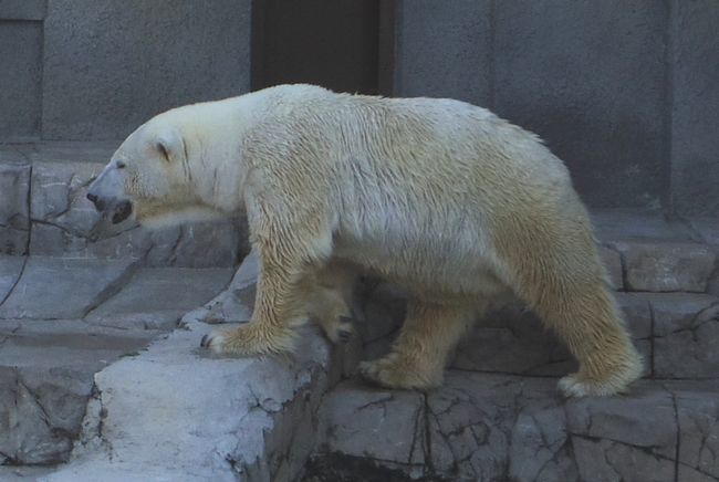 10月19日の円山動物園のホッキョクグマ_b0014576_18055016.jpg