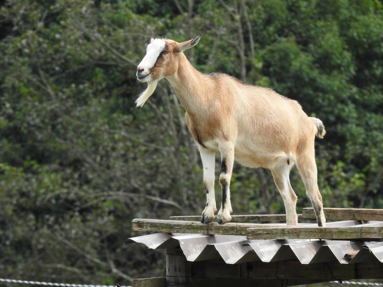 里山ふれあい牧場の動物達 自然風の自然風だより