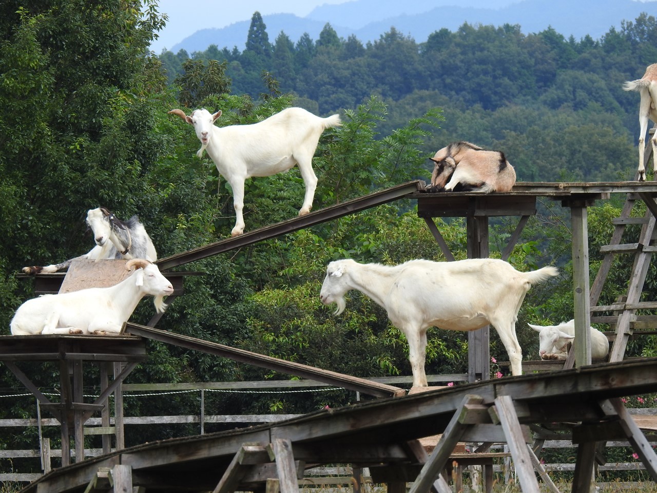 里山ふれあい牧場の動物達 自然風の自然風だより 里山ふれあい牧場の動物達 自然風の自然風だより