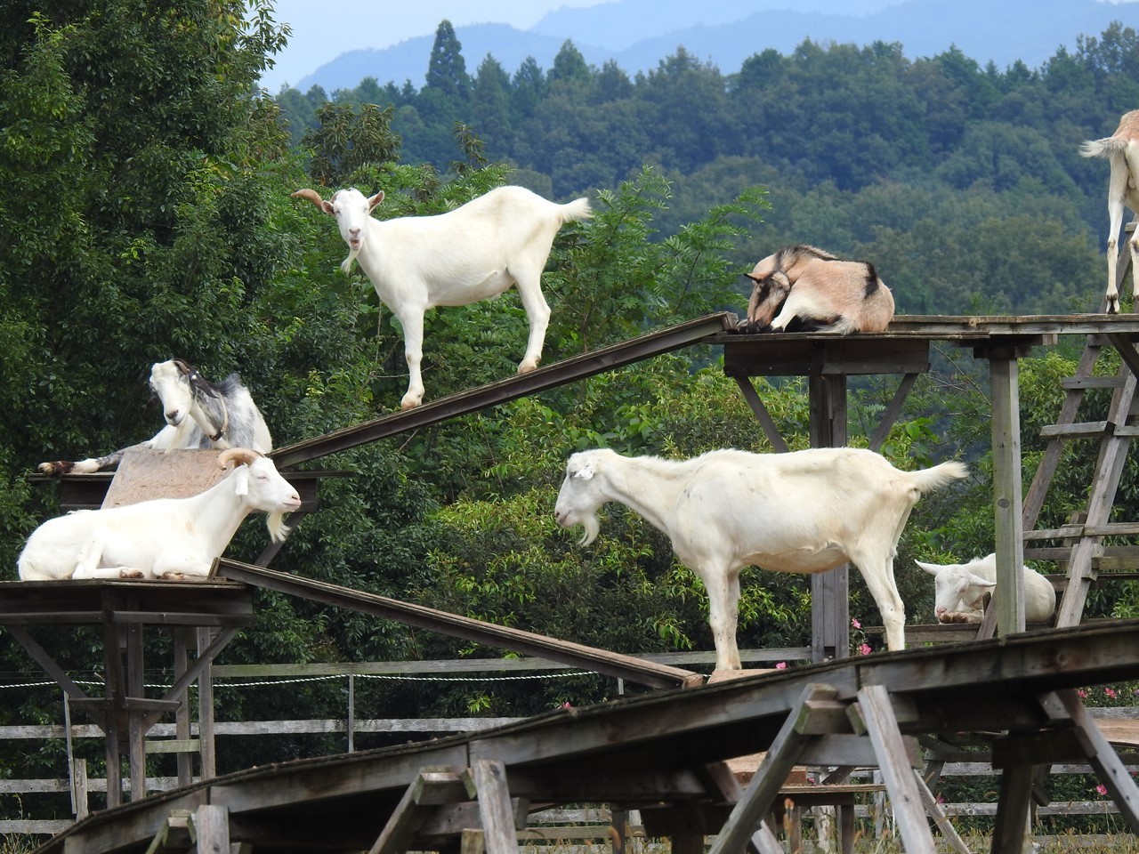 里山ふれあい牧場の動物達 自然風の自然風だより