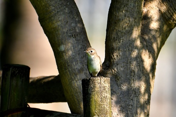 万博記念公園・自然文化園_c0164881_23003258.jpg