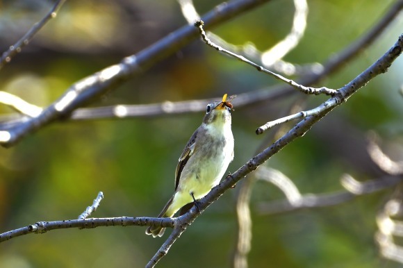 万博記念公園・自然文化園_c0164881_23005914.jpg