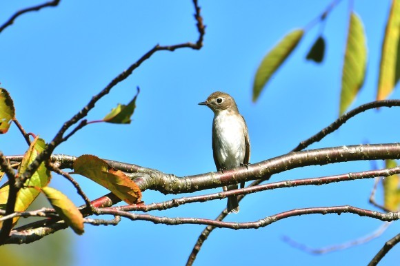 万博記念公園・自然文化園_c0164881_23011929.jpg