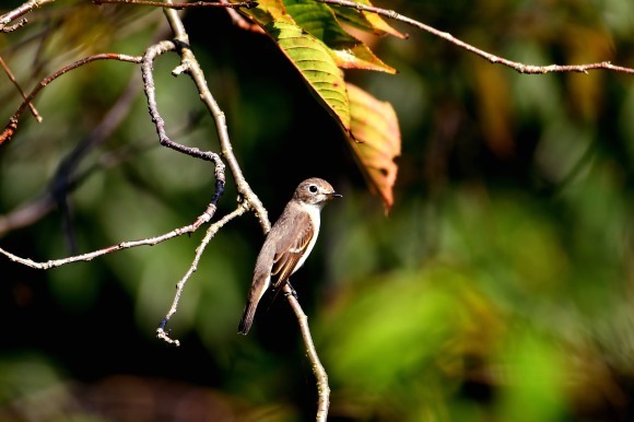 万博記念公園・自然文化園_c0164881_23012624.jpg