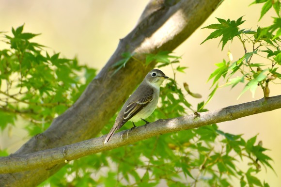 万博記念公園・自然文化園_c0164881_23013457.jpg