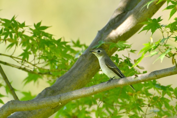 万博記念公園・自然文化園_c0164881_23014012.jpg