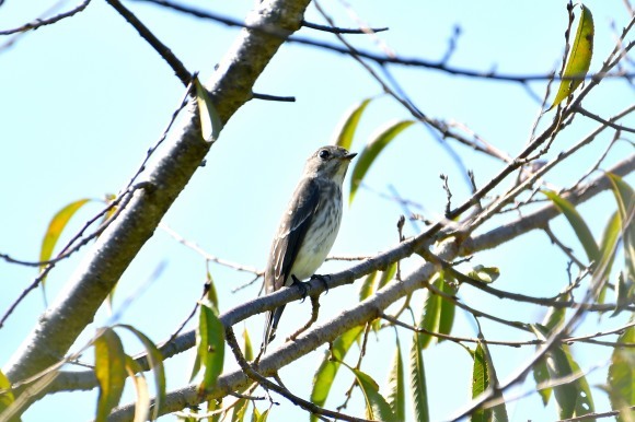 万博記念公園・自然文化園_c0164881_23061137.jpg