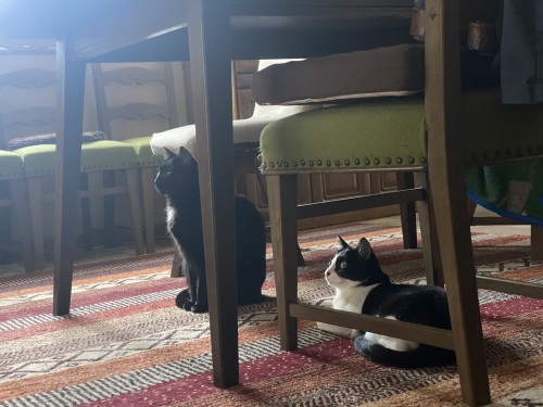興味をもつ猫たち_a0216583_20150713.jpeg