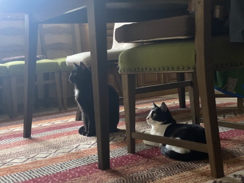 興味をもつ猫たち_a0216583_20151280.jpeg