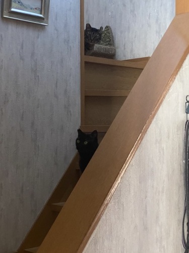 興味をもつ猫たち_a0216583_20152195.jpeg