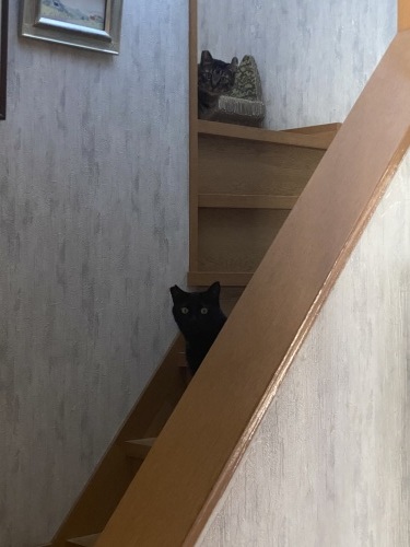 興味をもつ猫たち_a0216583_20152533.jpeg