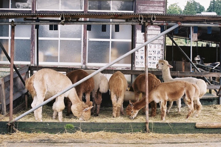 10/10 山古志アルパカ牧場 種苧原集落_b0016600_23183023.jpeg