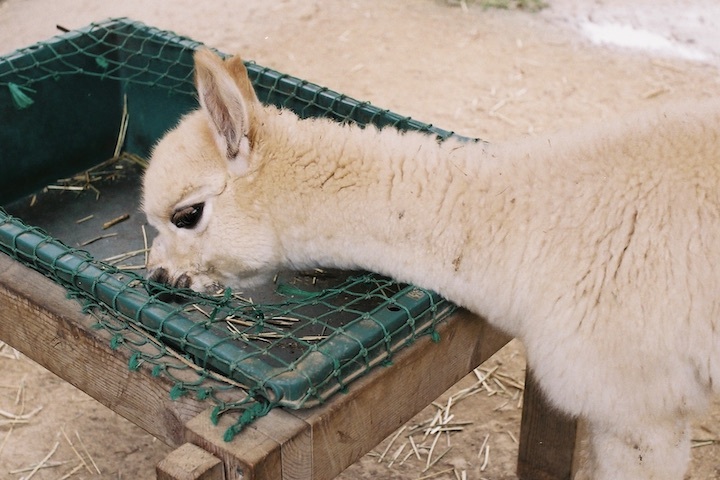 10/10 山古志アルパカ牧場 油夫集落 2枚_b0016600_23234807.jpeg