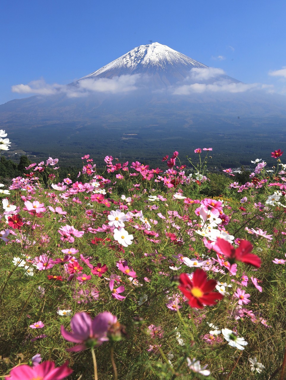 白糸のコスモス 富士山大好き 写真は最高